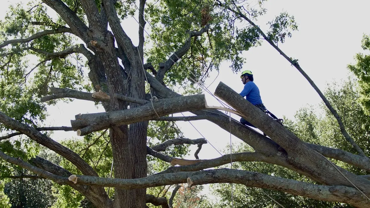 Professional Crown Thinning performed by certified arborists in Dumont